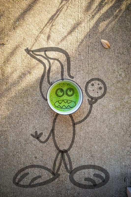 matcha creations, photograph 16 of 47